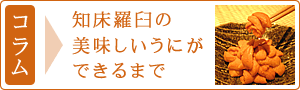 コラム「知床羅臼の美味しいうにができるまで」