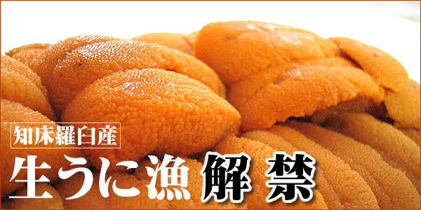 知床羅臼生うに漁　解禁